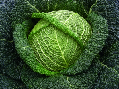 Picture of Savoy Cabbage Wirosa F1